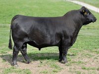 TJ Diplomat 294D
