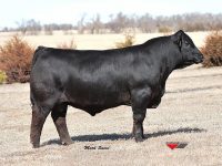 TJ Cowboy Up 529B