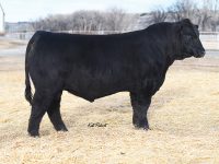 LBRS Genesis G69 (Bull)