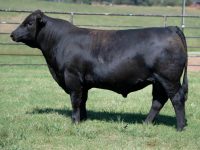 Gibbs Signature 2510K (Bull)