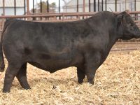 JM MR Pontiac D114K (Bull)