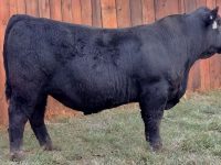 LBR Redeem L130 (Bull)